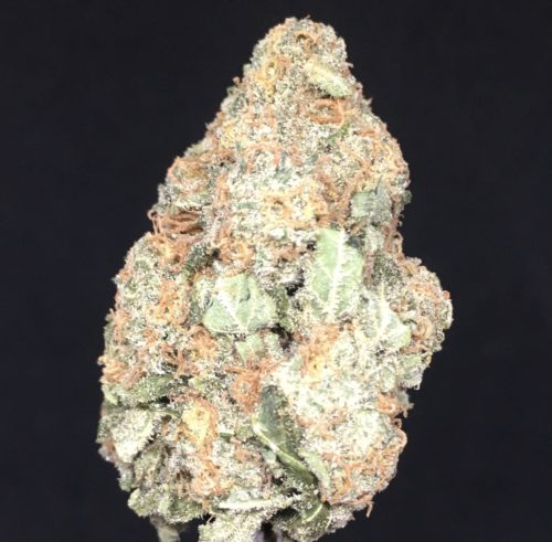 critical kush jan 2021 1 - #6 Special Leaf Deal Of The Day