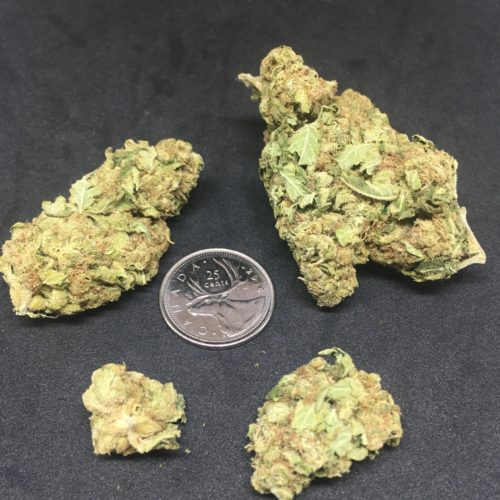 blue cheese 1 scaled - #8 The New Year Deal Weed Delivery Toronto - Cannabis Delivery Toronto - Marijuana Delivery Toronto - Weed Edibles Delivery Toronto - Kush Delivery Toronto - Same Day Weed Delivery in Toronto - 24/7 Weed Delivery Toronto - Hash Delivery Toronto - We are Kind Flowers - Premium Cannabis Delivery in Toronto with over 200 menu items. We’re an experienced weed delivery in Toronto and we deliver all orders in a smell-proof, discreet package straight to your door. Proudly Canadian and happy to always serve you. We offer same day weed delivery toronto, cannabis delivery toronto, kush delivery toronto, edibles weed delivery toronto, hash delivery toronto, 24/7 weed delivery toronto, weed online delivery toronto