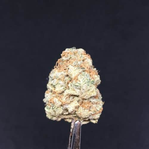 banana hammock bh8 2 scaled - Banana Hammock (AAA+) Premium Indica Leaning Hybrid ***Fire Sale Promo*** Weed Delivery Toronto - Cannabis Delivery Toronto - Marijuana Delivery Toronto - Weed Edibles Delivery Toronto - Kush Delivery Toronto - Same Day Weed Delivery in Toronto - 24/7 Weed Delivery Toronto - Hash Delivery Toronto - We are Kind Flowers - Premium Cannabis Delivery in Toronto with over 200 menu items. We’re an experienced weed delivery in Toronto and we deliver all orders in a smell-proof, discreet package straight to your door. Proudly Canadian and happy to always serve you. We offer same day weed delivery toronto, cannabis delivery toronto, kush delivery toronto, edibles weed delivery toronto, hash delivery toronto, 24/7 weed delivery toronto, weed online delivery toronto