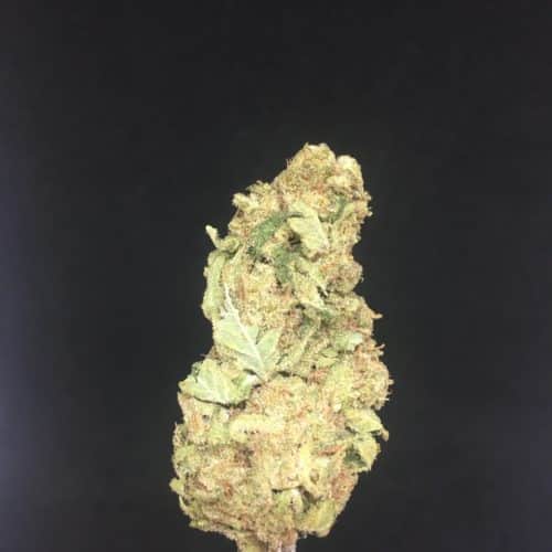 blue cheese 2 scaled - #8 The New Year Deal Weed Delivery Toronto - Cannabis Delivery Toronto - Marijuana Delivery Toronto - Weed Edibles Delivery Toronto - Kush Delivery Toronto - Same Day Weed Delivery in Toronto - 24/7 Weed Delivery Toronto - Hash Delivery Toronto - We are Kind Flowers - Premium Cannabis Delivery in Toronto with over 200 menu items. We’re an experienced weed delivery in Toronto and we deliver all orders in a smell-proof, discreet package straight to your door. Proudly Canadian and happy to always serve you. We offer same day weed delivery toronto, cannabis delivery toronto, kush delivery toronto, edibles weed delivery toronto, hash delivery toronto, 24/7 weed delivery toronto, weed online delivery toronto