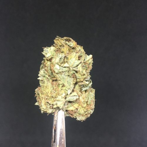 green crack 3 scaled - Green Crack Select (AA) Sativa Leaning Hybrid Weed Delivery Toronto - Cannabis Delivery Toronto - Marijuana Delivery Toronto - Weed Edibles Delivery Toronto - Kush Delivery Toronto - Same Day Weed Delivery in Toronto - 24/7 Weed Delivery Toronto - Hash Delivery Toronto - We are Kind Flowers - Premium Cannabis Delivery in Toronto with over 200 menu items. We’re an experienced weed delivery in Toronto and we deliver all orders in a smell-proof, discreet package straight to your door. Proudly Canadian and happy to always serve you. We offer same day weed delivery toronto, cannabis delivery toronto, kush delivery toronto, edibles weed delivery toronto, hash delivery toronto, 24/7 weed delivery toronto, weed online delivery toronto