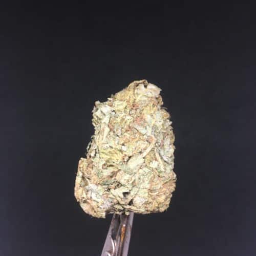 green crack 4 scaled - Green Crack Select (AA) Sativa Leaning Hybrid Weed Delivery Toronto - Cannabis Delivery Toronto - Marijuana Delivery Toronto - Weed Edibles Delivery Toronto - Kush Delivery Toronto - Same Day Weed Delivery in Toronto - 24/7 Weed Delivery Toronto - Hash Delivery Toronto - We are Kind Flowers - Premium Cannabis Delivery in Toronto with over 200 menu items. We’re an experienced weed delivery in Toronto and we deliver all orders in a smell-proof, discreet package straight to your door. Proudly Canadian and happy to always serve you. We offer same day weed delivery toronto, cannabis delivery toronto, kush delivery toronto, edibles weed delivery toronto, hash delivery toronto, 24/7 weed delivery toronto, weed online delivery toronto