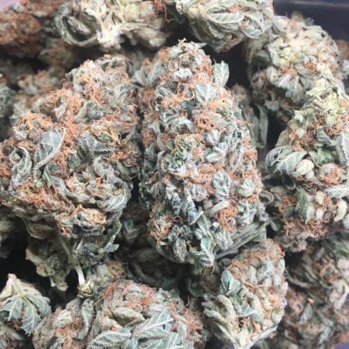 Black cherry soda bud scaled - Black Cherry Soda AA+ Select Cannabis Sativa Leaning Hybrid (BOGO DEAL) Weed Delivery Toronto - Cannabis Delivery Toronto - Marijuana Delivery Toronto - Weed Edibles Delivery Toronto - Kush Delivery Toronto - Same Day Weed Delivery in Toronto - 24/7 Weed Delivery Toronto - Hash Delivery Toronto - We are Kind Flowers - Premium Cannabis Delivery in Toronto with over 200 menu items. We’re an experienced weed delivery in Toronto and we deliver all orders in a smell-proof, discreet package straight to your door. Proudly Canadian and happy to always serve you. We offer same day weed delivery toronto, cannabis delivery toronto, kush delivery toronto, edibles weed delivery toronto, hash delivery toronto, 24/7 weed delivery toronto, weed online delivery toronto