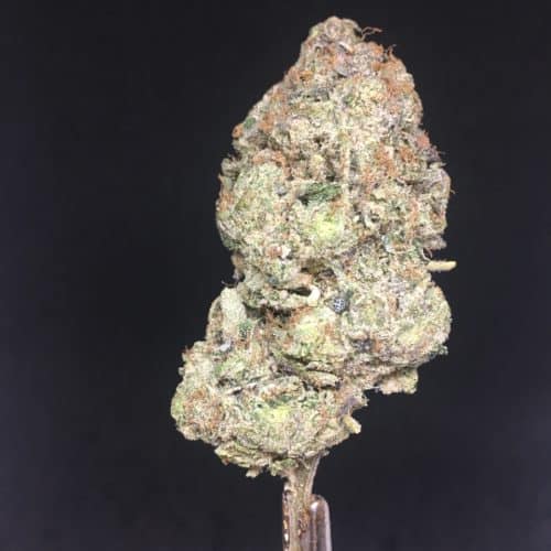 Pink halo budJPG scaled - Pink Halo Kush B.C Collective 5 Star Immaculate Indica Weed Delivery Toronto - Cannabis Delivery Toronto - Marijuana Delivery Toronto - Weed Edibles Delivery Toronto - Kush Delivery Toronto - Same Day Weed Delivery in Toronto - 24/7 Weed Delivery Toronto - Hash Delivery Toronto - We are Kind Flowers - Premium Cannabis Delivery in Toronto with over 200 menu items. We’re an experienced weed delivery in Toronto and we deliver all orders in a smell-proof, discreet package straight to your door. Proudly Canadian and happy to always serve you. We offer same day weed delivery toronto, cannabis delivery toronto, kush delivery toronto, edibles weed delivery toronto, hash delivery toronto, 24/7 weed delivery toronto, weed online delivery toronto