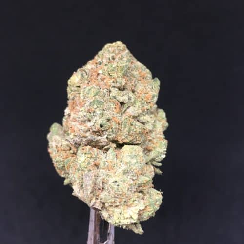 all gas bud scaled - All Gas AAA Premium B.C Flower Indica Leaning Hybrid Weed Delivery Toronto - Cannabis Delivery Toronto - Marijuana Delivery Toronto - Weed Edibles Delivery Toronto - Kush Delivery Toronto - Same Day Weed Delivery in Toronto - 24/7 Weed Delivery Toronto - Hash Delivery Toronto - We are Kind Flowers - Premium Cannabis Delivery in Toronto with over 200 menu items. We’re an experienced weed delivery in Toronto and we deliver all orders in a smell-proof, discreet package straight to your door. Proudly Canadian and happy to always serve you. We offer same day weed delivery toronto, cannabis delivery toronto, kush delivery toronto, edibles weed delivery toronto, hash delivery toronto, 24/7 weed delivery toronto, weed online delivery toronto