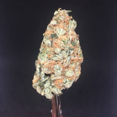 black cherry soda scaled - * The Bronze Leaf Deal Of The Day Weed Delivery Toronto - Cannabis Delivery Toronto - Marijuana Delivery Toronto - Weed Edibles Delivery Toronto - Kush Delivery Toronto - Same Day Weed Delivery in Toronto - 24/7 Weed Delivery Toronto - Hash Delivery Toronto - We are Kind Flowers - Premium Cannabis Delivery in Toronto with over 200 menu items. We’re an experienced weed delivery in Toronto and we deliver all orders in a smell-proof, discreet package straight to your door. Proudly Canadian and happy to always serve you. We offer same day weed delivery toronto, cannabis delivery toronto, kush delivery toronto, edibles weed delivery toronto, hash delivery toronto, 24/7 weed delivery toronto, weed online delivery toronto