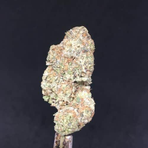 gods green crack budJPG scaled - Gods Green Crack AAA+ Premium B.C Cannabis Hybrid (55%(I)/ 45%(S)) Weed Delivery Toronto - Cannabis Delivery Toronto - Marijuana Delivery Toronto - Weed Edibles Delivery Toronto - Kush Delivery Toronto - Same Day Weed Delivery in Toronto - 24/7 Weed Delivery Toronto - Hash Delivery Toronto - We are Kind Flowers - Premium Cannabis Delivery in Toronto with over 200 menu items. We’re an experienced weed delivery in Toronto and we deliver all orders in a smell-proof, discreet package straight to your door. Proudly Canadian and happy to always serve you. We offer same day weed delivery toronto, cannabis delivery toronto, kush delivery toronto, edibles weed delivery toronto, hash delivery toronto, 24/7 weed delivery toronto, weed online delivery toronto