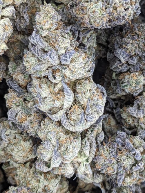 gorilla zkittles bag scaled - Gorilla Zkittlez AAA Premium B.C Bud Indica Leaning Hybrid Weed Delivery Toronto - Cannabis Delivery Toronto - Marijuana Delivery Toronto - Weed Edibles Delivery Toronto - Kush Delivery Toronto - Same Day Weed Delivery in Toronto - 24/7 Weed Delivery Toronto - Hash Delivery Toronto - We are Kind Flowers - Premium Cannabis Delivery in Toronto with over 200 menu items. We’re an experienced weed delivery in Toronto and we deliver all orders in a smell-proof, discreet package straight to your door. Proudly Canadian and happy to always serve you. We offer same day weed delivery toronto, cannabis delivery toronto, kush delivery toronto, edibles weed delivery toronto, hash delivery toronto, 24/7 weed delivery toronto, weed online delivery toronto