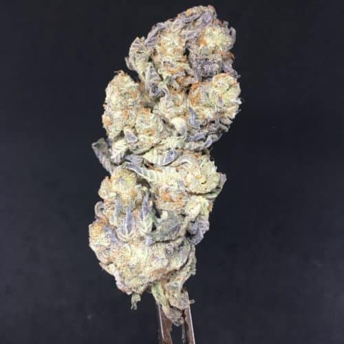 gorilla zkittlez bud new JPG scaled - Gorilla Zkittlez AAA Premium B.C Bud Indica Leaning Hybrid Weed Delivery Toronto - Cannabis Delivery Toronto - Marijuana Delivery Toronto - Weed Edibles Delivery Toronto - Kush Delivery Toronto - Same Day Weed Delivery in Toronto - 24/7 Weed Delivery Toronto - Hash Delivery Toronto - We are Kind Flowers - Premium Cannabis Delivery in Toronto with over 200 menu items. We’re an experienced weed delivery in Toronto and we deliver all orders in a smell-proof, discreet package straight to your door. Proudly Canadian and happy to always serve you. We offer same day weed delivery toronto, cannabis delivery toronto, kush delivery toronto, edibles weed delivery toronto, hash delivery toronto, 24/7 weed delivery toronto, weed online delivery toronto