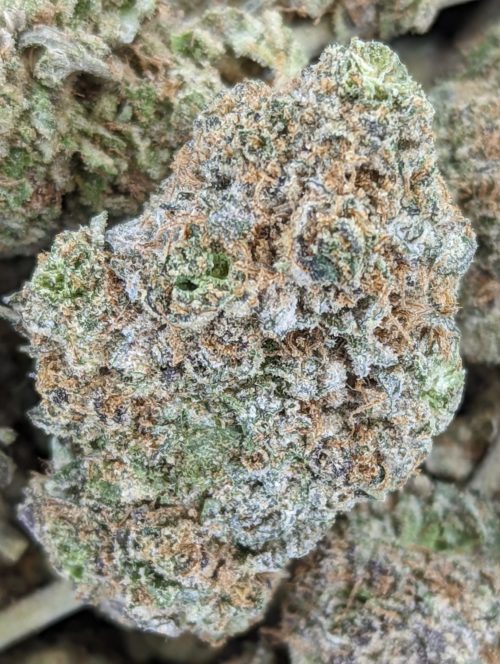 green crack god bud scaled - Gods Green Crack AAA+ Premium B.C Cannabis Hybrid (55%(I)/ 45%(S)) Weed Delivery Toronto - Cannabis Delivery Toronto - Marijuana Delivery Toronto - Weed Edibles Delivery Toronto - Kush Delivery Toronto - Same Day Weed Delivery in Toronto - 24/7 Weed Delivery Toronto - Hash Delivery Toronto - We are Kind Flowers - Premium Cannabis Delivery in Toronto with over 200 menu items. We’re an experienced weed delivery in Toronto and we deliver all orders in a smell-proof, discreet package straight to your door. Proudly Canadian and happy to always serve you. We offer same day weed delivery toronto, cannabis delivery toronto, kush delivery toronto, edibles weed delivery toronto, hash delivery toronto, 24/7 weed delivery toronto, weed online delivery toronto