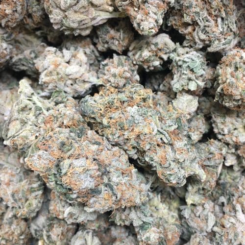 lilac diesel bag march 2022 scaled - Lilac Diesel AAAA Craft Cannabis Sativa Leaning Hybrid