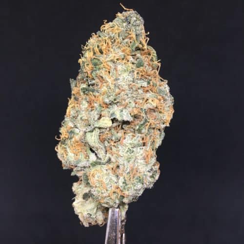 lilac diesel bud march 2022 scaled - Lilac Diesel AAA Premium Cannabis Sativa Leaning Hybrid