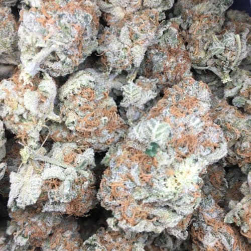 banana og bag scaled - Banana OG AAA Premium Kind Bud Indica Leaning Hybrid Weed Delivery Toronto - Cannabis Delivery Toronto - Marijuana Delivery Toronto - Weed Edibles Delivery Toronto - Kush Delivery Toronto - Same Day Weed Delivery in Toronto - 24/7 Weed Delivery Toronto - Hash Delivery Toronto - We are Kind Flowers - Premium Cannabis Delivery in Toronto with over 200 menu items. We’re an experienced weed delivery in Toronto and we deliver all orders in a smell-proof, discreet package straight to your door. Proudly Canadian and happy to always serve you. We offer same day weed delivery toronto, cannabis delivery toronto, kush delivery toronto, edibles weed delivery toronto, hash delivery toronto, 24/7 weed delivery toronto, weed online delivery toronto