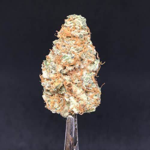 banana og buds scaled - Banana OG AAA Premium Kind Bud Indica Leaning Hybrid Weed Delivery Toronto - Cannabis Delivery Toronto - Marijuana Delivery Toronto - Weed Edibles Delivery Toronto - Kush Delivery Toronto - Same Day Weed Delivery in Toronto - 24/7 Weed Delivery Toronto - Hash Delivery Toronto - We are Kind Flowers - Premium Cannabis Delivery in Toronto with over 200 menu items. We’re an experienced weed delivery in Toronto and we deliver all orders in a smell-proof, discreet package straight to your door. Proudly Canadian and happy to always serve you. We offer same day weed delivery toronto, cannabis delivery toronto, kush delivery toronto, edibles weed delivery toronto, hash delivery toronto, 24/7 weed delivery toronto, weed online delivery toronto