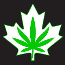 logo 7g deal leaf - #5 The Great Green Leaf Value Deal (Indica)