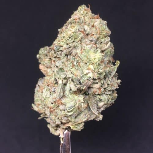 pink rhino budJPG scaled - Pink Rhino AAAA+ Craft Nelson B.C Cannabis Indica Leaning Hybrid Weed Delivery Toronto - Cannabis Delivery Toronto - Marijuana Delivery Toronto - Weed Edibles Delivery Toronto - Kush Delivery Toronto - Same Day Weed Delivery in Toronto - 24/7 Weed Delivery Toronto - Hash Delivery Toronto - We are Kind Flowers - Premium Cannabis Delivery in Toronto with over 200 menu items. We’re an experienced weed delivery in Toronto and we deliver all orders in a smell-proof, discreet package straight to your door. Proudly Canadian and happy to always serve you. We offer same day weed delivery toronto, cannabis delivery toronto, kush delivery toronto, edibles weed delivery toronto, hash delivery toronto, 24/7 weed delivery toronto, weed online delivery toronto