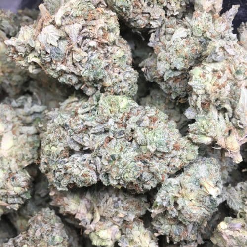 pink rhino budsJPG scaled - Pink Rhino AAAA+ Craft Nelson B.C Cannabis Indica Leaning Hybrid Weed Delivery Toronto - Cannabis Delivery Toronto - Marijuana Delivery Toronto - Weed Edibles Delivery Toronto - Kush Delivery Toronto - Same Day Weed Delivery in Toronto - 24/7 Weed Delivery Toronto - Hash Delivery Toronto - We are Kind Flowers - Premium Cannabis Delivery in Toronto with over 200 menu items. We’re an experienced weed delivery in Toronto and we deliver all orders in a smell-proof, discreet package straight to your door. Proudly Canadian and happy to always serve you. We offer same day weed delivery toronto, cannabis delivery toronto, kush delivery toronto, edibles weed delivery toronto, hash delivery toronto, 24/7 weed delivery toronto, weed online delivery toronto