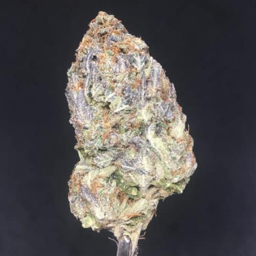 pink tom ford bud scaled - Pink Tom Ford AAAA+ Nelson B.C Craft Indica Weed Delivery Toronto - Cannabis Delivery Toronto - Marijuana Delivery Toronto - Weed Edibles Delivery Toronto - Kush Delivery Toronto - Same Day Weed Delivery in Toronto - 24/7 Weed Delivery Toronto - Hash Delivery Toronto - We are Kind Flowers - Premium Cannabis Delivery in Toronto with over 200 menu items. We’re an experienced weed delivery in Toronto and we deliver all orders in a smell-proof, discreet package straight to your door. Proudly Canadian and happy to always serve you. We offer same day weed delivery toronto, cannabis delivery toronto, kush delivery toronto, edibles weed delivery toronto, hash delivery toronto, 24/7 weed delivery toronto, weed online delivery toronto
