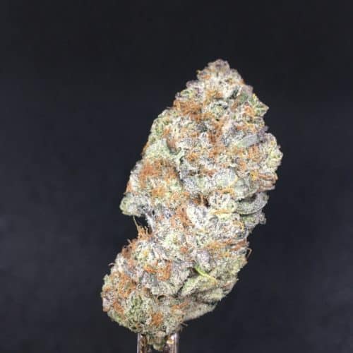 planet of the grapes bud scaled - #6 Special Leaf Deal Of The Day