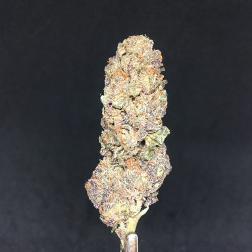 purple haze bud scaled - * The Silver Leaf Deal Of The Day