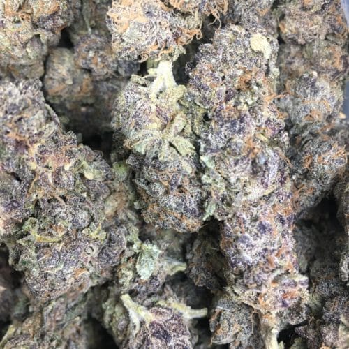 purple haze bud bag scaled - Purple Haze AAA Premium B.C Kind Bud Sativa Weed Delivery Toronto - Cannabis Delivery Toronto - Marijuana Delivery Toronto - Weed Edibles Delivery Toronto - Kush Delivery Toronto - Same Day Weed Delivery in Toronto - 24/7 Weed Delivery Toronto - Hash Delivery Toronto - We are Kind Flowers - Premium Cannabis Delivery in Toronto with over 200 menu items. We’re an experienced weed delivery in Toronto and we deliver all orders in a smell-proof, discreet package straight to your door. Proudly Canadian and happy to always serve you. We offer same day weed delivery toronto, cannabis delivery toronto, kush delivery toronto, edibles weed delivery toronto, hash delivery toronto, 24/7 weed delivery toronto, weed online delivery toronto