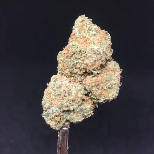sunday driver bud scaled - Sundae Driver Haze AAA+ Exotic Premium Kind Bud Sativa **NEW ON THE MARKET Weed Delivery Toronto - Cannabis Delivery Toronto - Marijuana Delivery Toronto - Weed Edibles Delivery Toronto - Kush Delivery Toronto - Same Day Weed Delivery in Toronto - 24/7 Weed Delivery Toronto - Hash Delivery Toronto - We are Kind Flowers - Premium Cannabis Delivery in Toronto with over 200 menu items. We’re an experienced weed delivery in Toronto and we deliver all orders in a smell-proof, discreet package straight to your door. Proudly Canadian and happy to always serve you. We offer same day weed delivery toronto, cannabis delivery toronto, kush delivery toronto, edibles weed delivery toronto, hash delivery toronto, 24/7 weed delivery toronto, weed online delivery toronto