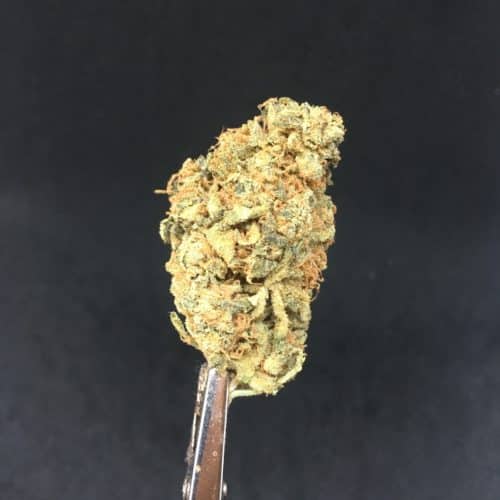 tropic thunder bud 2 scaled - ***224g = 300$***Tropic Thunder (AA+) Indica Leaning Hybrid Weed Delivery Toronto - Cannabis Delivery Toronto - Marijuana Delivery Toronto - Weed Edibles Delivery Toronto - Kush Delivery Toronto - Same Day Weed Delivery in Toronto - 24/7 Weed Delivery Toronto - Hash Delivery Toronto - We are Kind Flowers - Premium Cannabis Delivery in Toronto with over 200 menu items. We’re an experienced weed delivery in Toronto and we deliver all orders in a smell-proof, discreet package straight to your door. Proudly Canadian and happy to always serve you. We offer same day weed delivery toronto, cannabis delivery toronto, kush delivery toronto, edibles weed delivery toronto, hash delivery toronto, 24/7 weed delivery toronto, weed online delivery toronto