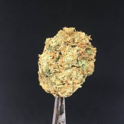 tropic thunder bud scaled - ***224g = 300$***Tropic Thunder (AA+) Indica Leaning Hybrid Weed Delivery Toronto - Cannabis Delivery Toronto - Marijuana Delivery Toronto - Weed Edibles Delivery Toronto - Kush Delivery Toronto - Same Day Weed Delivery in Toronto - 24/7 Weed Delivery Toronto - Hash Delivery Toronto - We are Kind Flowers - Premium Cannabis Delivery in Toronto with over 200 menu items. We’re an experienced weed delivery in Toronto and we deliver all orders in a smell-proof, discreet package straight to your door. Proudly Canadian and happy to always serve you. We offer same day weed delivery toronto, cannabis delivery toronto, kush delivery toronto, edibles weed delivery toronto, hash delivery toronto, 24/7 weed delivery toronto, weed online delivery toronto