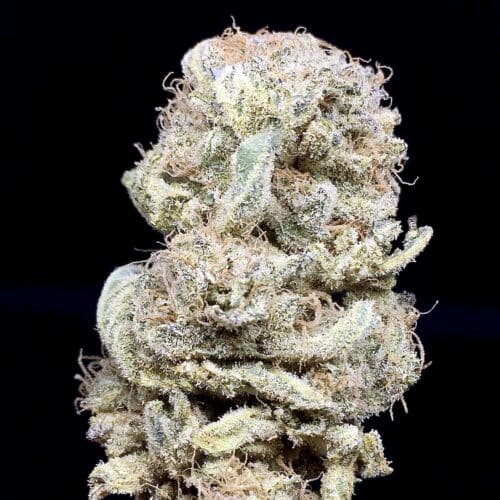 zour apple 2 scaled - Zour Apples AAAA Craft Exotic Kind Craft Chronic Brand (DCF) Indica