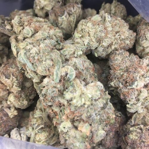 zour apples buds bag scaled - Zour Apples AAA+ Premium Exotic Cannabis Indica