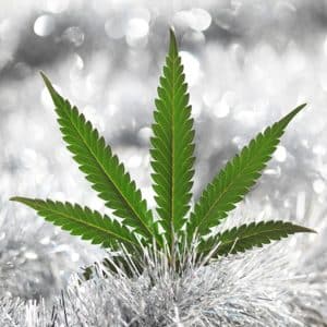 12 lb deal - Weed Delivery East York
