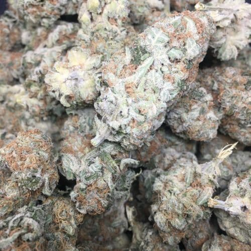 critical kush buds scaled - *NEW HARVEST STEAL DEAL* 60$=1OZ **OR** 200$ = 4OZS Critical Kush (AAA) Premium Flower Indica