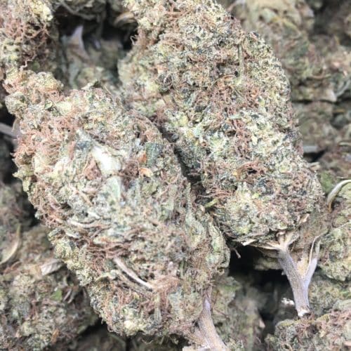 durban poison bag of buds scaled - Durban Poison AAA Premium Vancouver Island Sativa Weed Delivery Toronto - Cannabis Delivery Toronto - Marijuana Delivery Toronto - Weed Edibles Delivery Toronto - Kush Delivery Toronto - Same Day Weed Delivery in Toronto - 24/7 Weed Delivery Toronto - Hash Delivery Toronto - We are Kind Flowers - Premium Cannabis Delivery in Toronto with over 200 menu items. We’re an experienced weed delivery in Toronto and we deliver all orders in a smell-proof, discreet package straight to your door. Proudly Canadian and happy to always serve you. We offer same day weed delivery toronto, cannabis delivery toronto, kush delivery toronto, edibles weed delivery toronto, hash delivery toronto, 24/7 weed delivery toronto, weed online delivery toronto