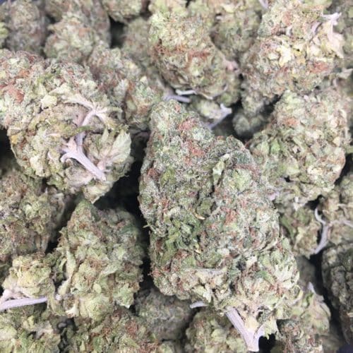 gary payton buds bag scaled - Cookies Gary Payton AA+ Select B.C Flower Sativa Leaning Hybrid** High CBD Strain Weed Delivery Toronto - Cannabis Delivery Toronto - Marijuana Delivery Toronto - Weed Edibles Delivery Toronto - Kush Delivery Toronto - Same Day Weed Delivery in Toronto - 24/7 Weed Delivery Toronto - Hash Delivery Toronto - We are Kind Flowers - Premium Cannabis Delivery in Toronto with over 200 menu items. We’re an experienced weed delivery in Toronto and we deliver all orders in a smell-proof, discreet package straight to your door. Proudly Canadian and happy to always serve you. We offer same day weed delivery toronto, cannabis delivery toronto, kush delivery toronto, edibles weed delivery toronto, hash delivery toronto, 24/7 weed delivery toronto, weed online delivery toronto