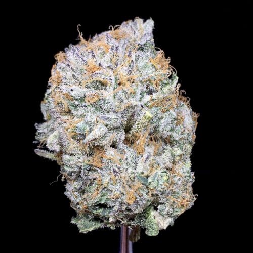 astro pink scaled - Astro Pink 5 Star / Immaculate Kind Craft Chronic DCF Indica