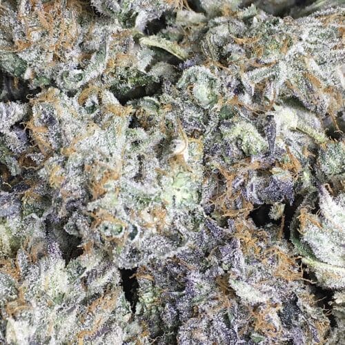 astro pink bag scaled - Astro Pink 5 Star / Immaculate Kind Craft Chronic DCF Indica