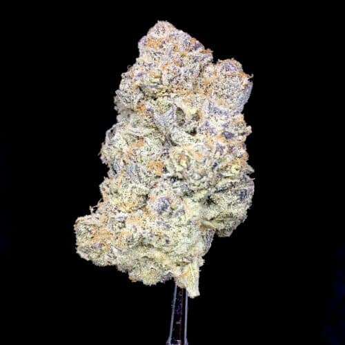 amaretto sour 1 scaled - Sour Amaretto 5 Star/Immaculate B.C Sativa Leaning Hybrid