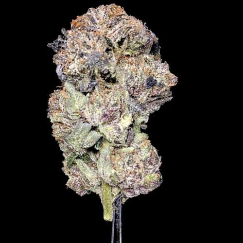 platinum ford bud 2 scaled - Platinum Tom Ford Chronic 5 Star/Immaculate Indica