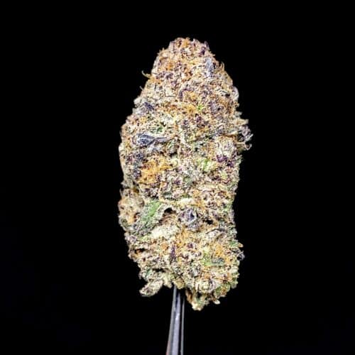 pink dosi bud scaled - Pink Dosidos AAAA B.C Craft Indica Leaning Exotic Hybrid