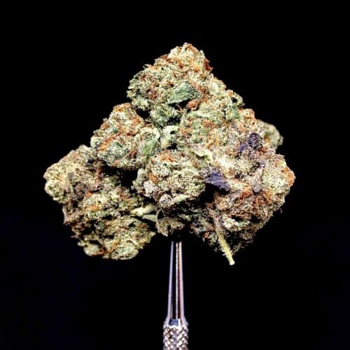 blue cheese bud scaled - Blue Cheese AA+ Select B.C Cannabis Indica Leaning Hybrid (112g=220$ B4 Coupons)