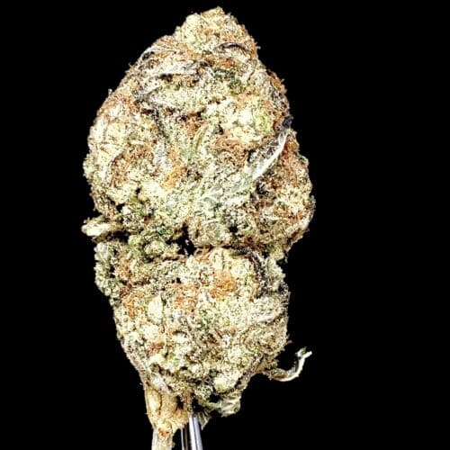 green crack bud scaled - Green Crack AA+ Select B.C Cannabis Sativa Leaning Hybrid (112g=220$ B4 Coupons)