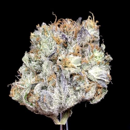 astro pink bud scaled - Astro Pink AAAA Craft Kind Craft Chronic DCF Indica