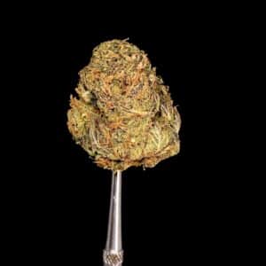 purple candy bud - Weed Delivery Whitby
