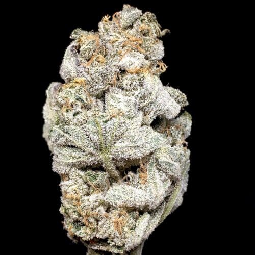 lilac diesel bud scaled - Lilac Diesel AAA+ Premium Ethos Exotic Kind Craft Chronic Brand (DCF) Sativa
