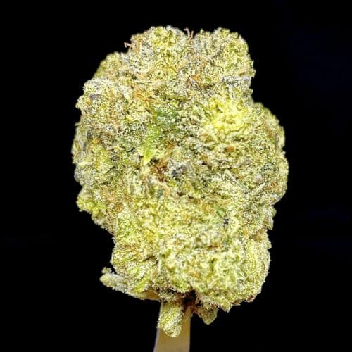 strawberry cough bud scaled - Strawberry Cough AAAA+ Craft B.C Sativa Leaning Hybrid