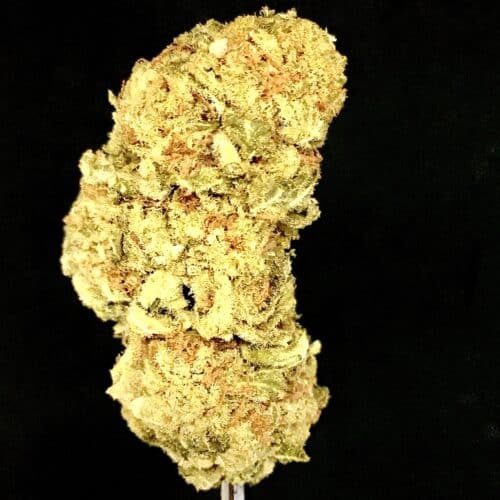 jack herrer scaled - Jack Herrer AA Select B.C Cannabis Indica Leaning Hybrid (112g = 260$)