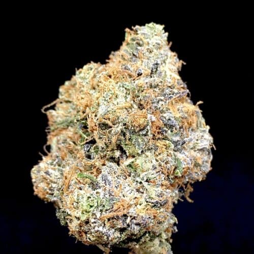 west coast pink bud scaled - West Coast Pink 5 Star/Immaculate Rare B.C Craft Cannabis Indica Leaning Hybrid