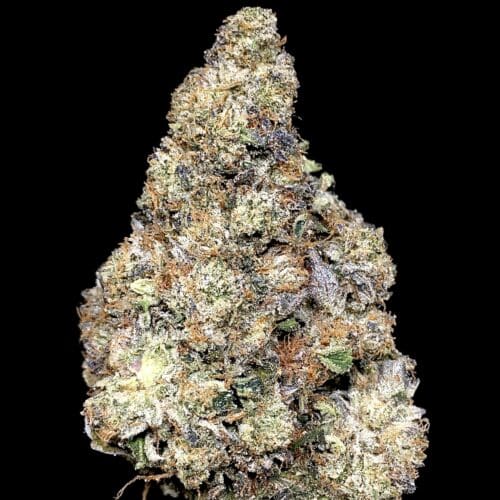 captain pink bud scaled - Captain Pink 5 Star/Immaculate B.C Indica Leaning Hybrid KCC Brand