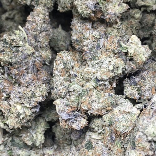 captain pink buds scaled - Captain Pink 5 Star/Immaculate B.C Indica Leaning Hybrid KCC Brand