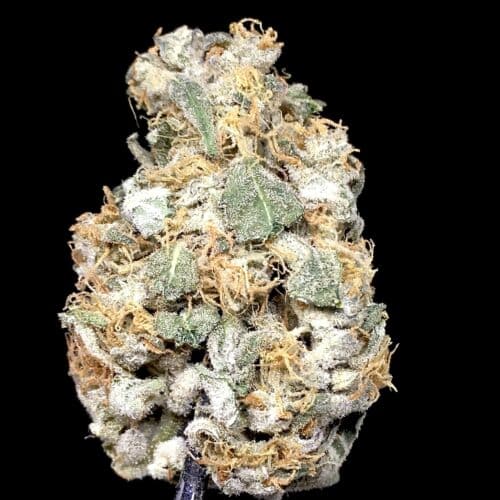 top g bud scaled - Top G Reverse Genetics AA Select Cannabis Indica Leaning Hybrid (112g = 280$)